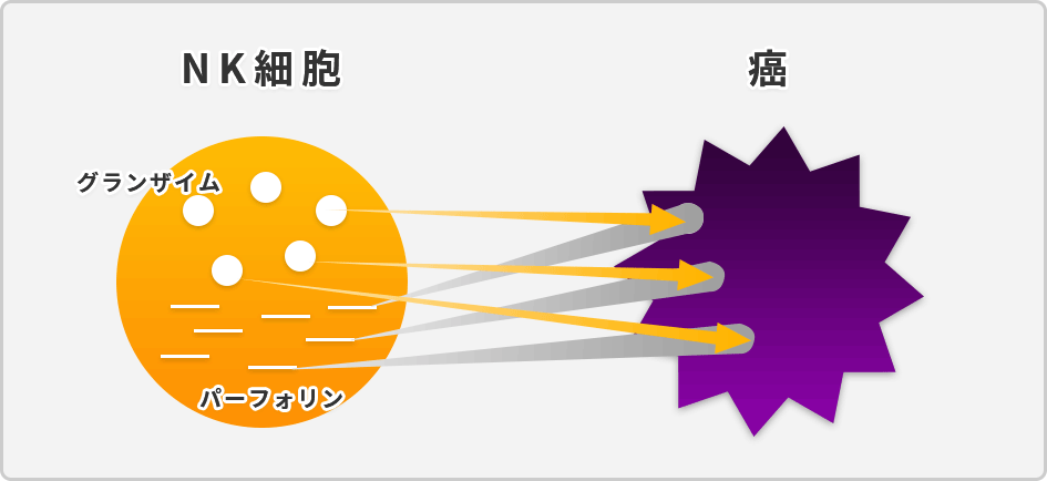 NK細胞 / 癌